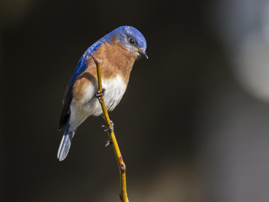 Spring Bluebird Photograph by Andy Smetzer