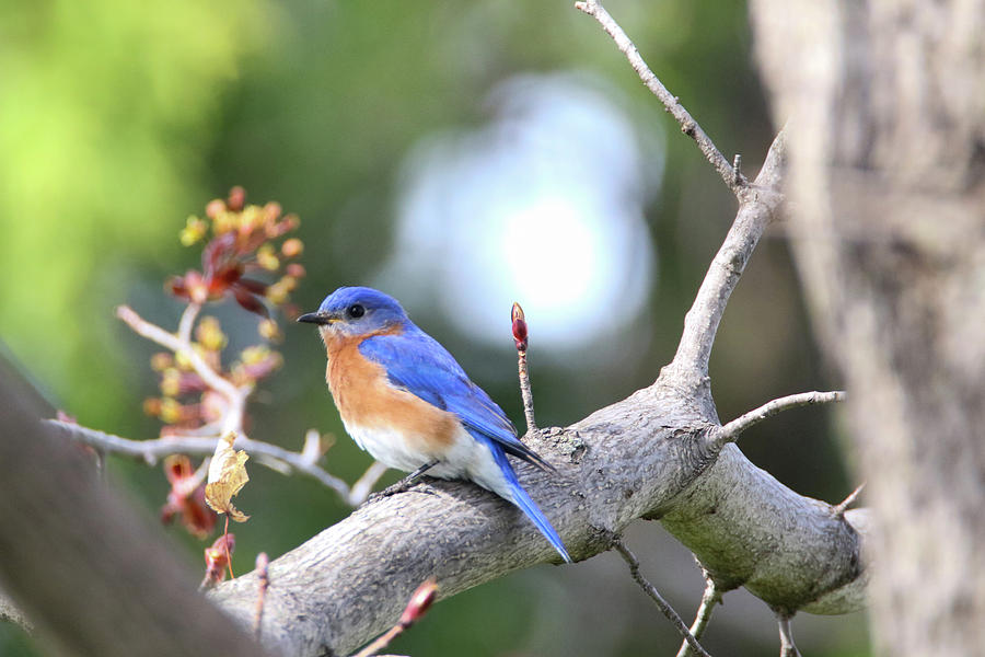 Spring Bluebird Photograph by Brook Burling