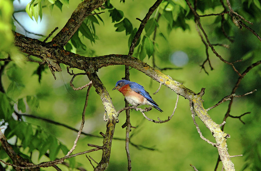 Spring Bluebird Photograph by Debbie Oppermann