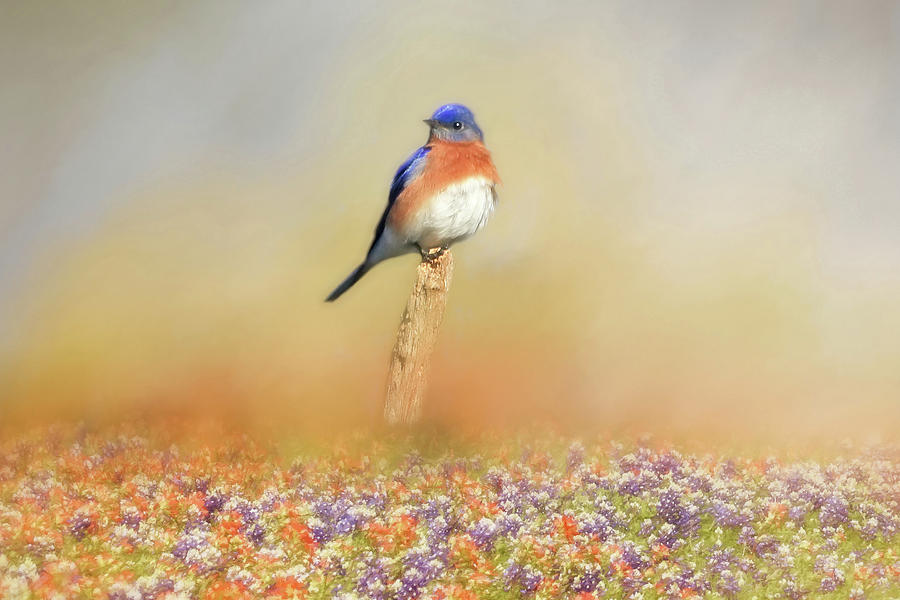 Bluebird Photograph - Spring Bluebird by Donna Kennedy