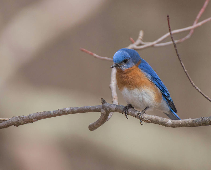 Spring Bluebird Photograph by Jody Partin