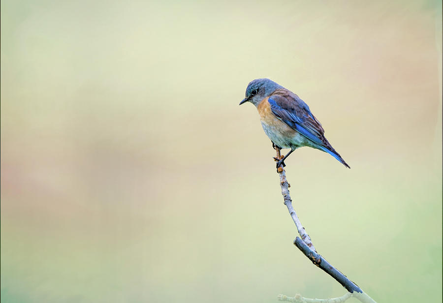 Spring Bluebird Photograph by Steph Gabler
