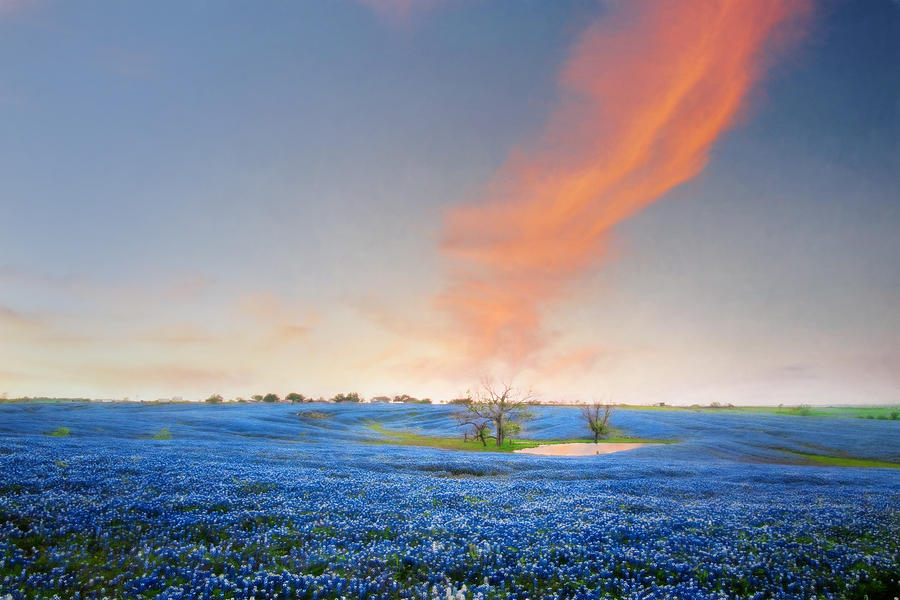 Spring Bluebonnets in Texas Photograph by David and Carol Kelly