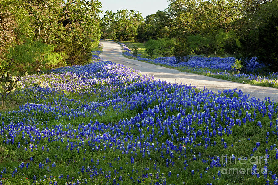 Spring Photograph - Spring Bluebonnets surround an old country road CR in by Dan Herron