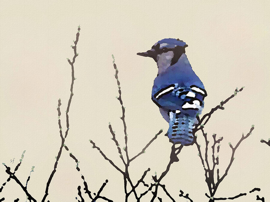 Spring Blue Jay  Digital Art by Shelli Fitzpatrick