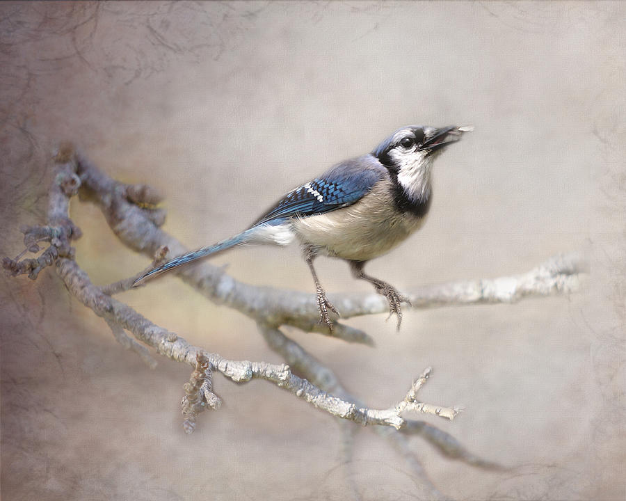 Spring Bluejay Photograph by TnBackroadsPhotos 