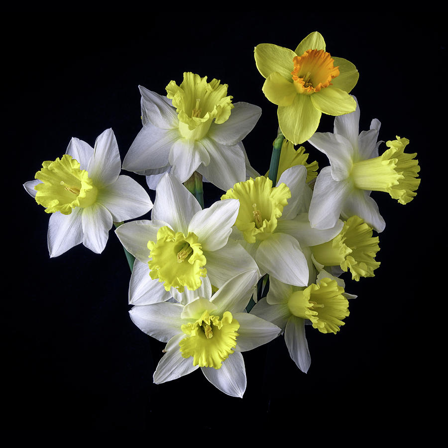 Spring Bouquet Photograph by Don Spenner