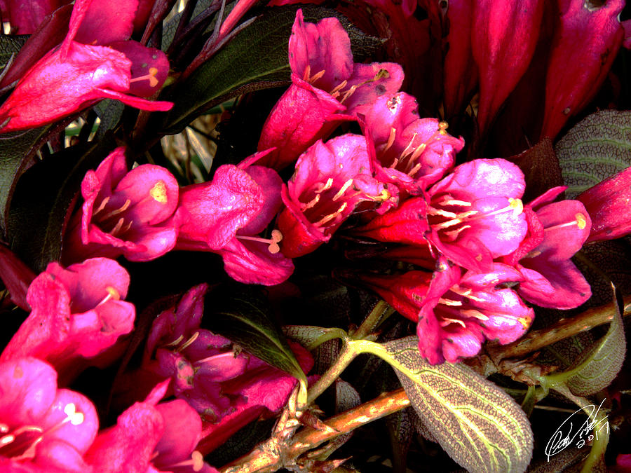 Spring Bouquet Digital Art by Leon DeVose