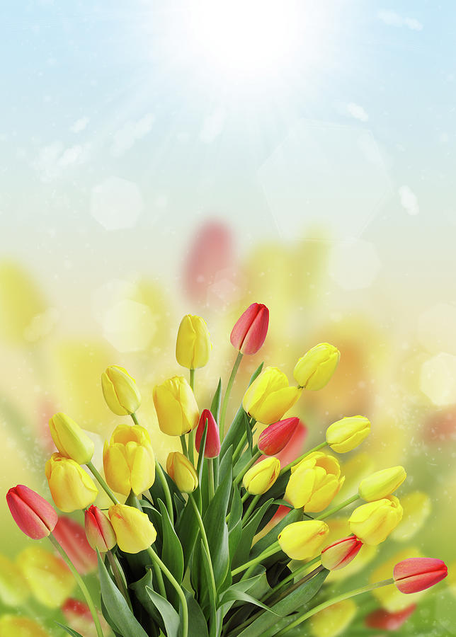 Spring bouquet of tulips Photograph by Iuliia Malivanchuk
