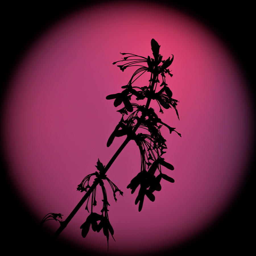 Spring Branch Silhouette Square Photograph by Terry DeLuco