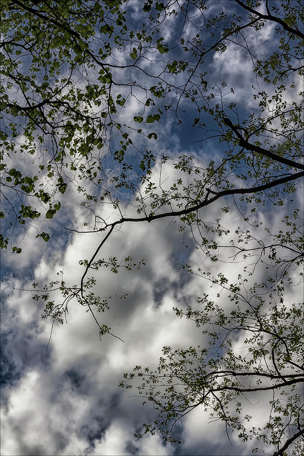 Spring Branches Leaves Sky and Clouds Photograph by Robert Ullmann