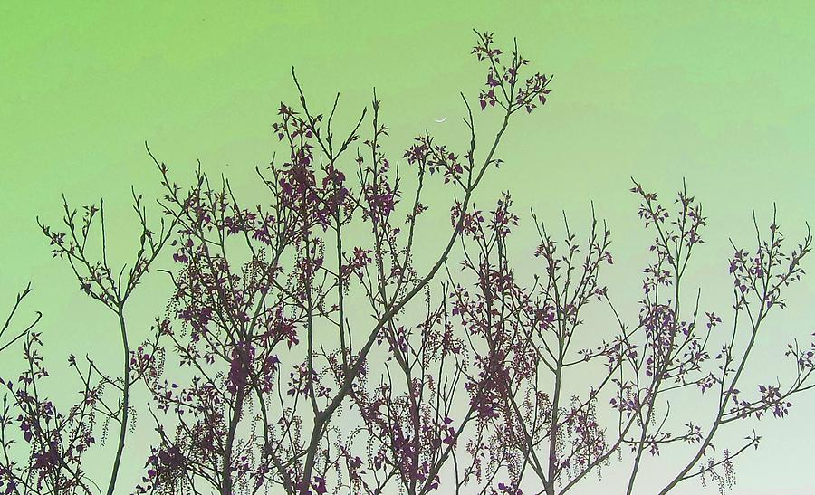 Spring Branches Mint Photograph by Marisela Mungia
