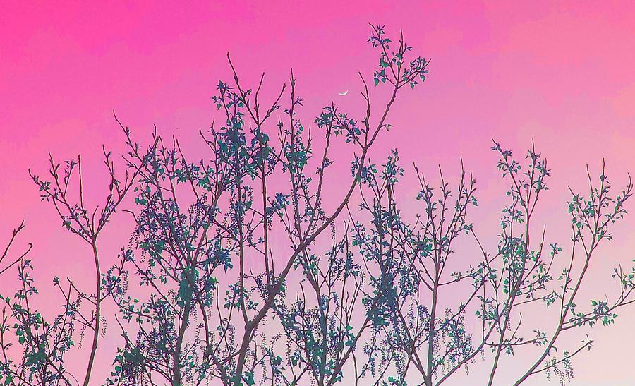 Spring Branches Rose Photograph by Marisela Mungia