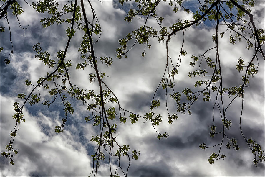Spring Branches,leaves,sky and clouds Photograph by Robert Ullmann