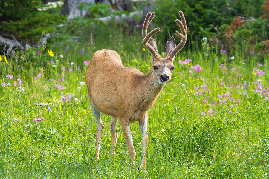 Spring Buck Photograph by Kristi Staebler Kowalski