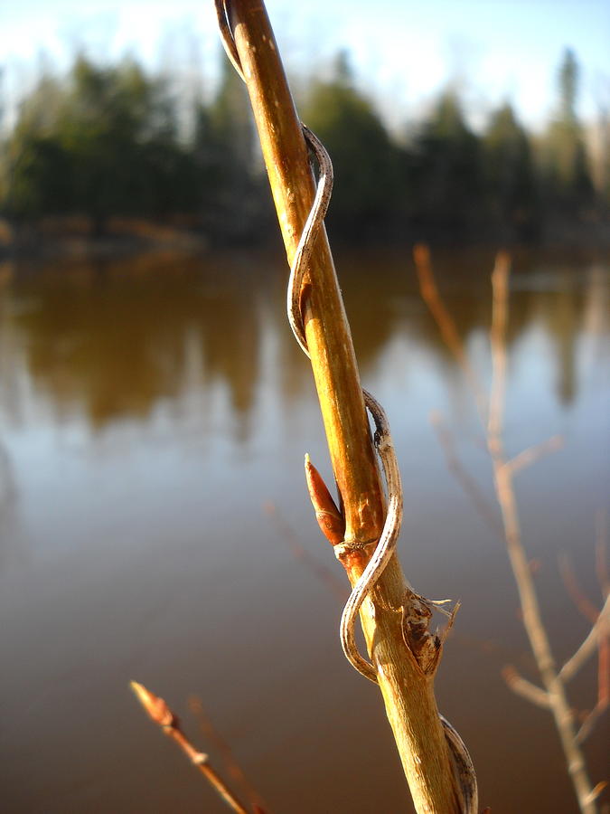 Spring Bud on Balm of Gilead stem Photograph by Kent Lorentzen