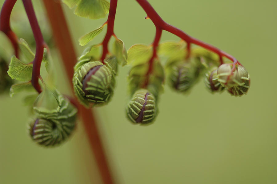 Spring Photograph - Spring Budding Forth by Jeff Burgess