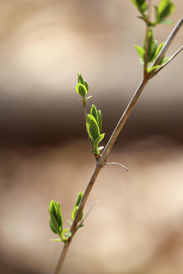 Spring Buds 042918 Photograph by Mary Bedy