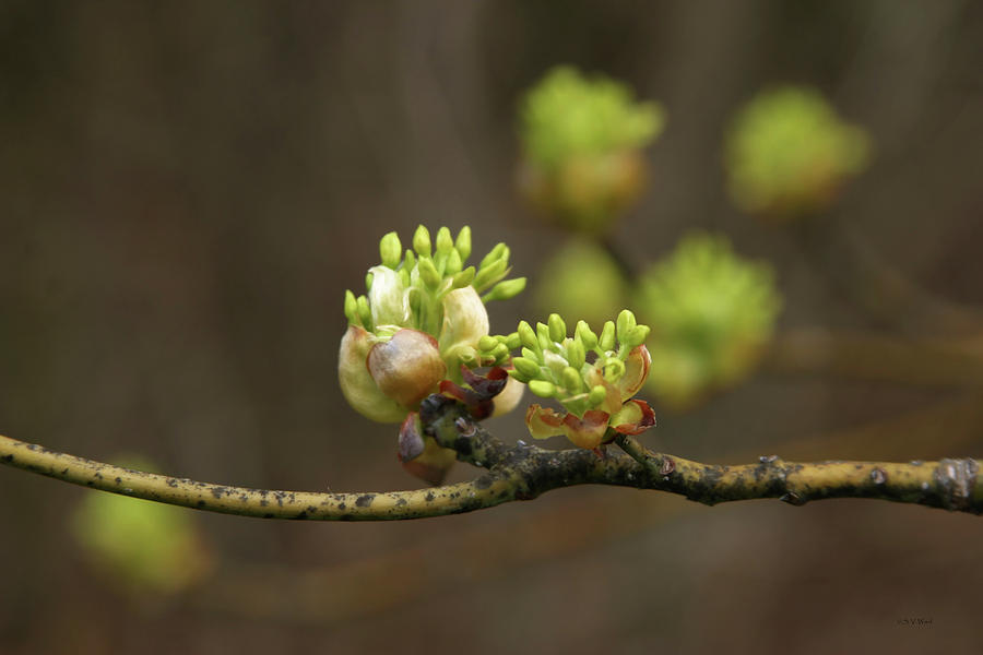 Spring Buds 9365 H_2 Photograph