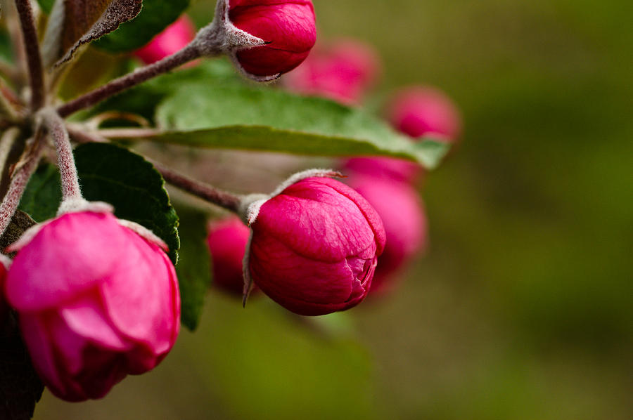 Spring Buds Photograph by Edward Myers