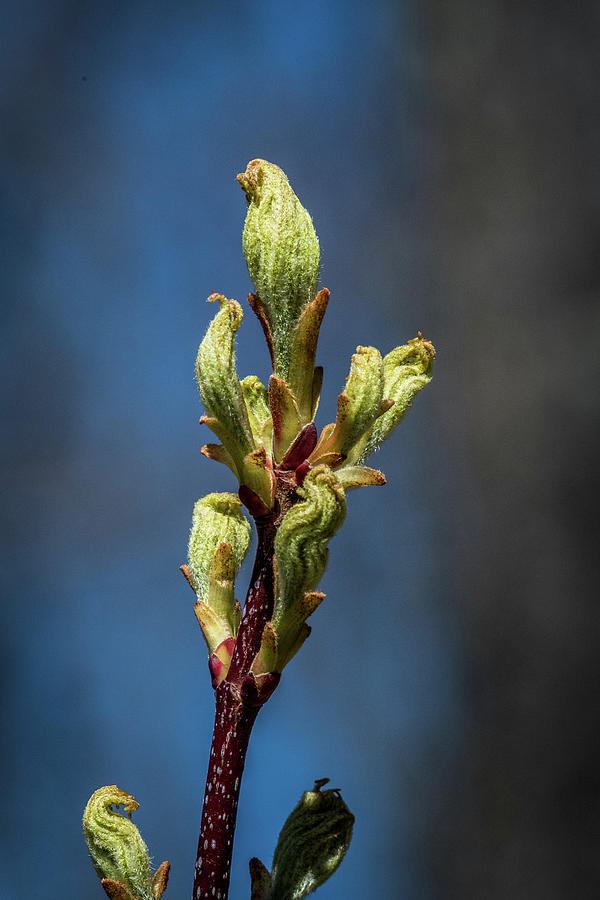 Spring Buds Photograph by Paul Freidlund