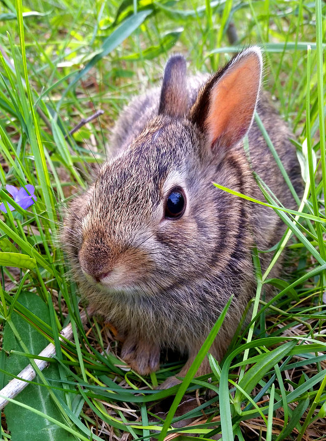Spring Bunny Photograph by Brook Burling