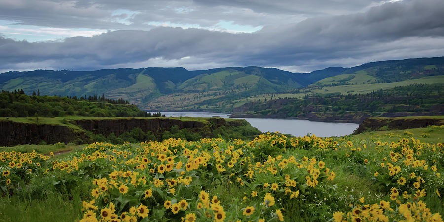 Spring Burst Along the Columbia Photograph by Don Schwartz