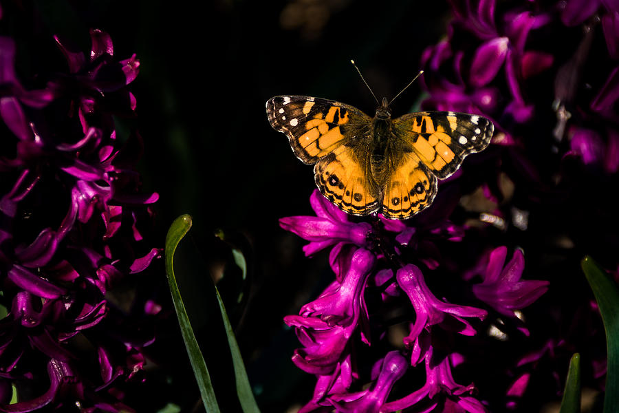 Spring Butterfly Photograph by Jay Stockhaus