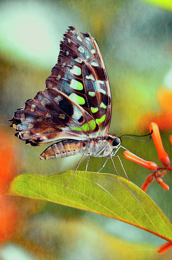Spring Butterfly Photograph by Maria Angelica Maira