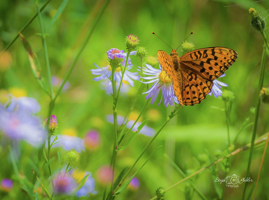 Spring Butterfly Photograph by Steph Gabler
