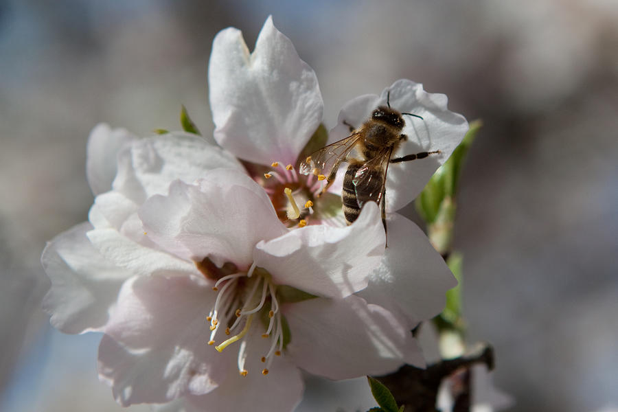 Spring Buzz Photograph by Denise Dethlefsen