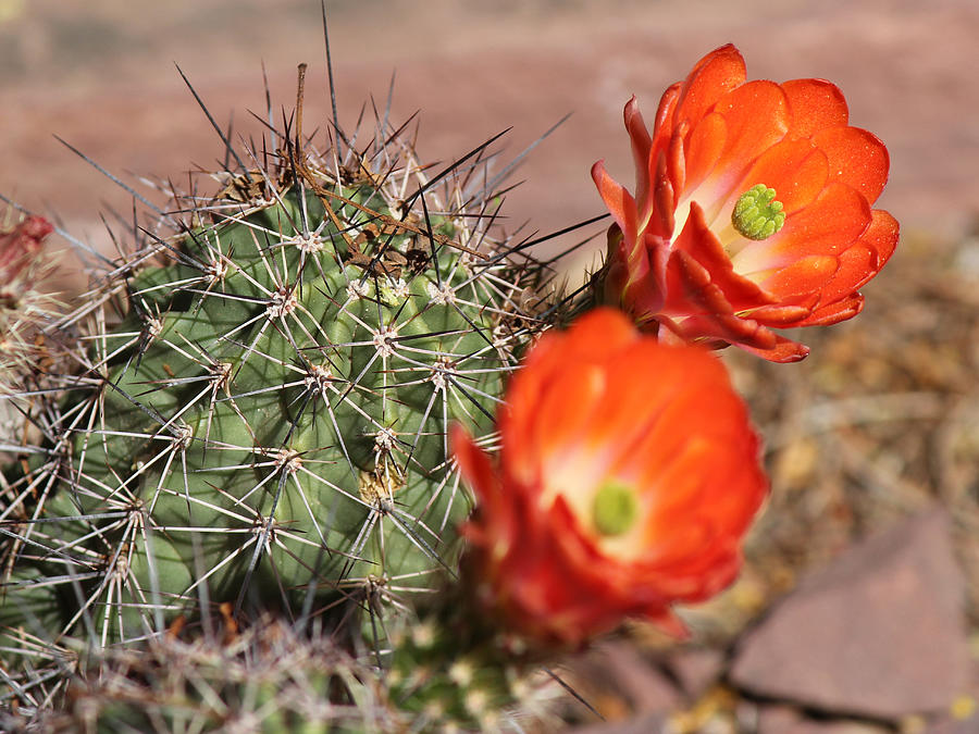 Spring Cactus Flowers Photograph by Lorraine Baum