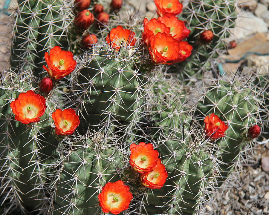 Spring Cactus Photograph by Kathy Bassett
