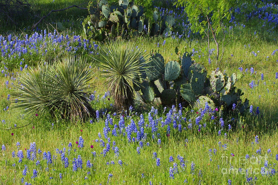 Spring Cactus, Yucca and Blue Bonnets Photograph by Linda Phelps