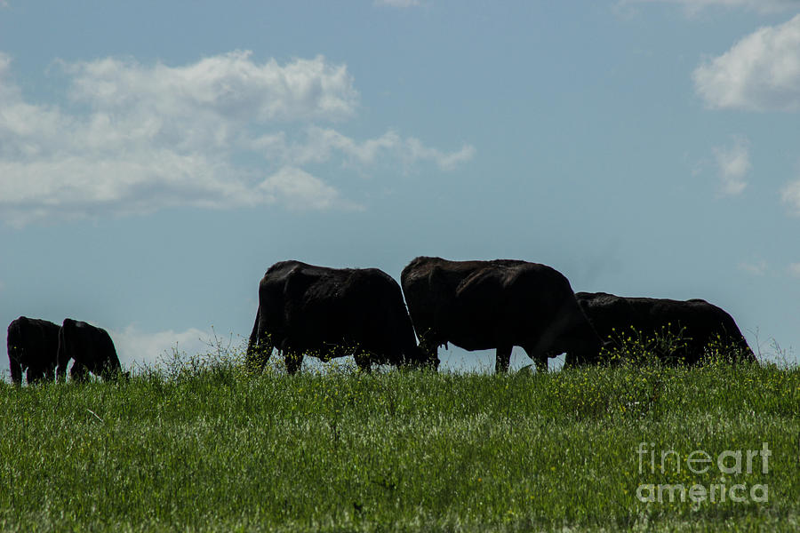 Spring Calves and Their Mommas Photograph by Toma Caul
