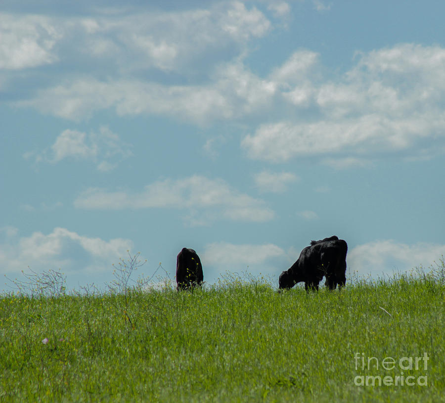 Spring Calves Photograph by Toma Caul