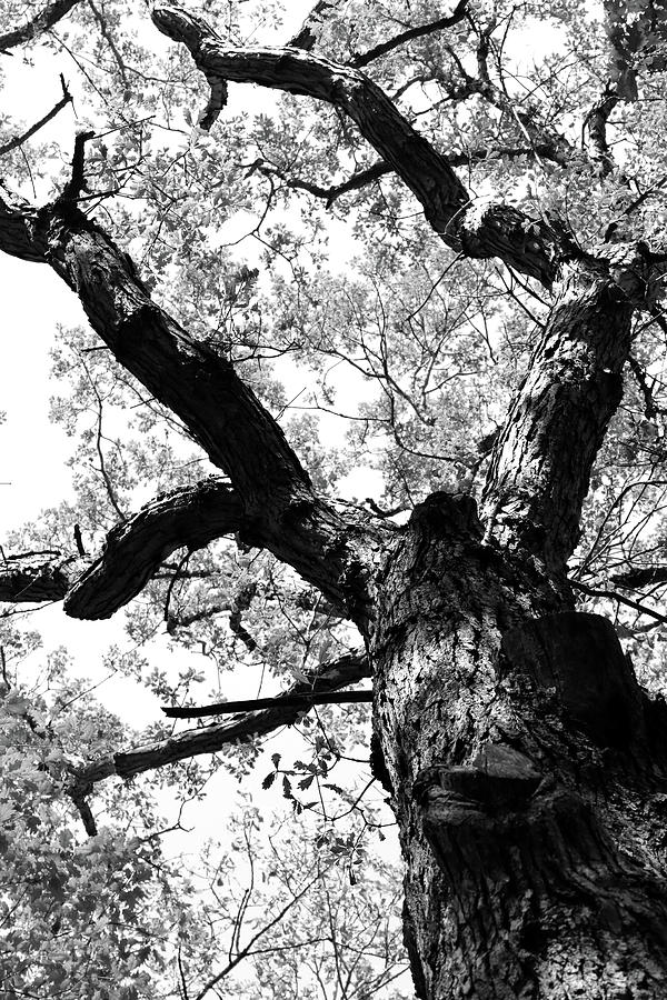 Spring Canopy 2 BW 052318 Photograph by Mary Bedy