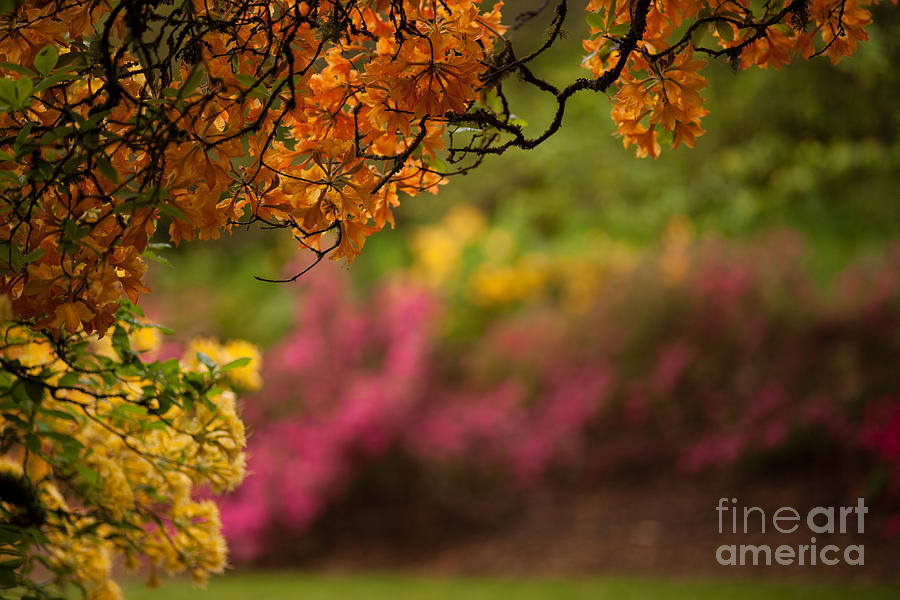 Flower Photograph - Spring Azaleas Canopy by Mike Reid