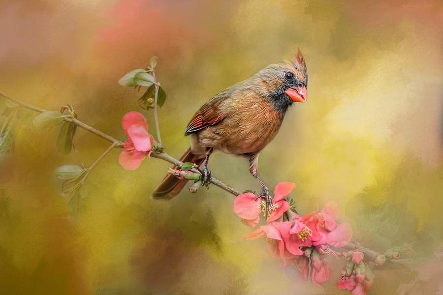 Bird Photograph - Spring Cardinal 1 by Jai Johnson