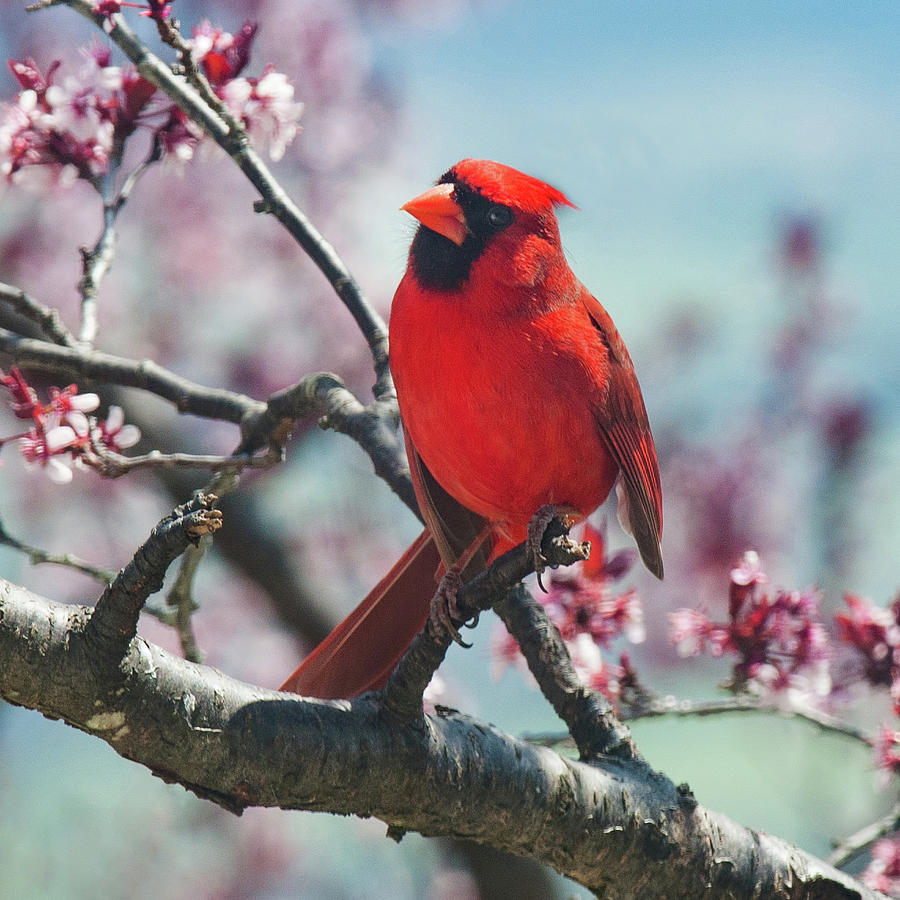 Spring Cardinal 1 Photograph by Lara Ellis
