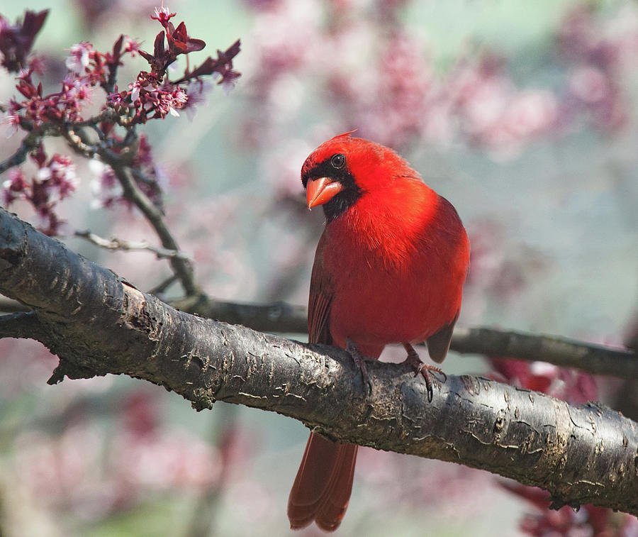 Spring Cardinal 2 Horizontal Crop Photograph by Lara Ellis