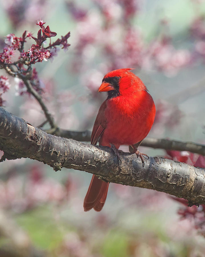 Cardinal Photograph - Spring Cardinal 2 by Lara Ellis