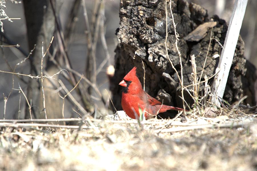 Spring Cardinal Photograph by Bonfire Photography