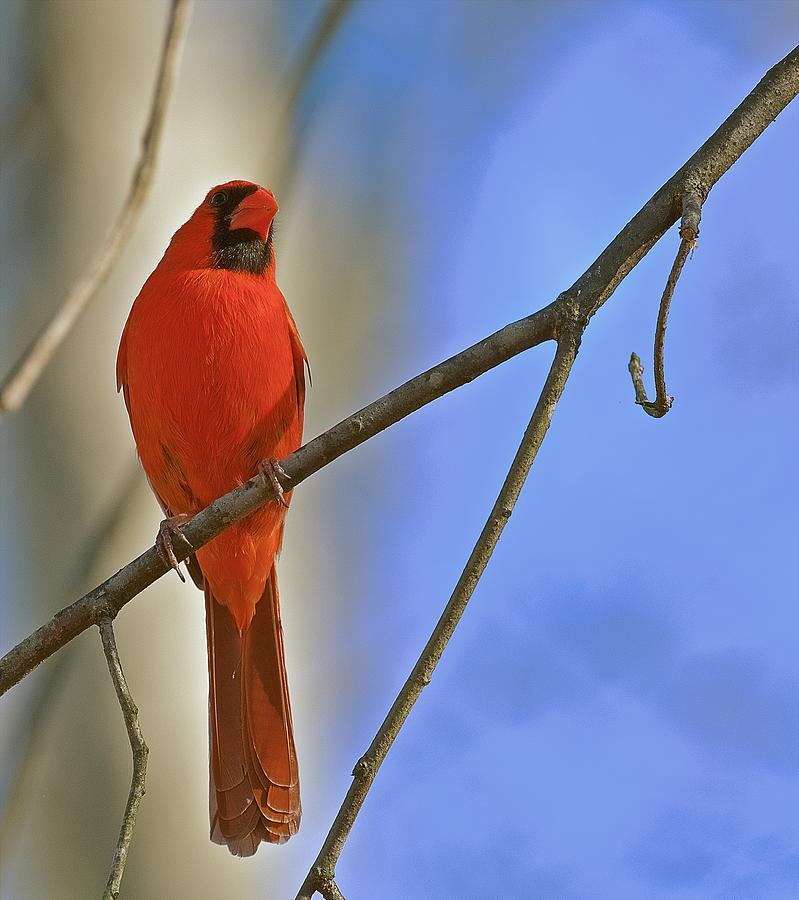 Wildlife Photograph - Spring Cardinal by Gwendolyn Christopher
