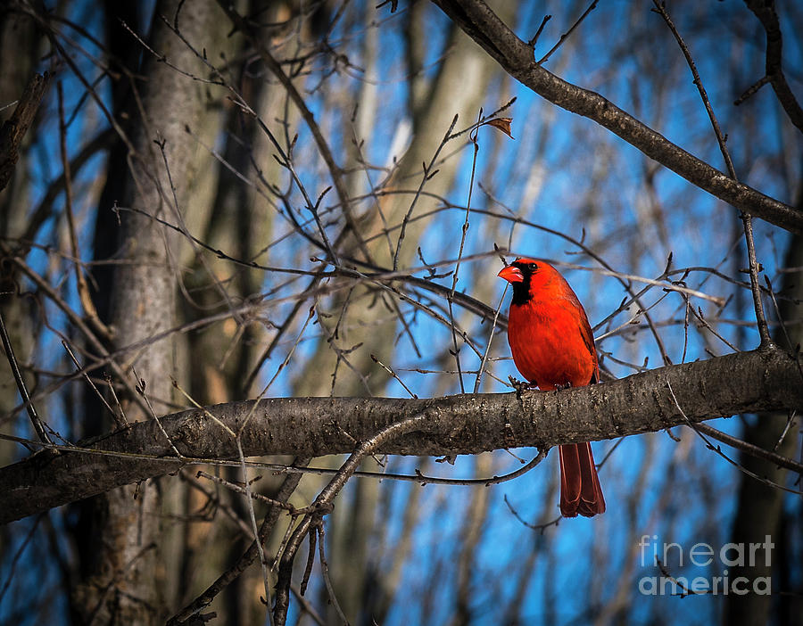 Spring Cardinal Photograph by Joann Long