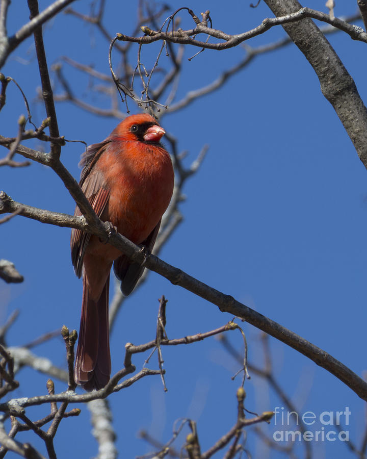 Spring Cardinal Photograph by Lili Feinstein