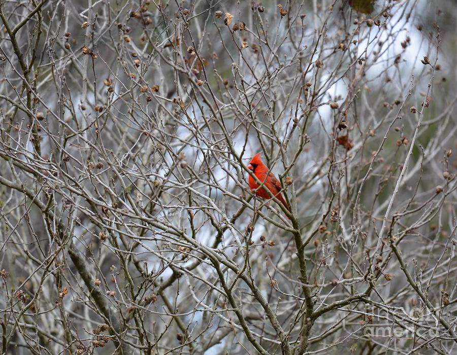 Spring Cardinal Photograph by Maria Urso
