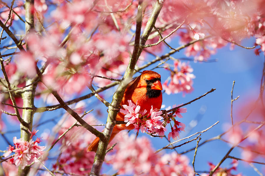 Spring Cardinal Photograph by Rachel Morrison