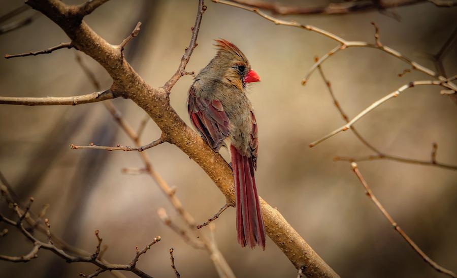 Spring Cardinal Photograph by Ray Congrove