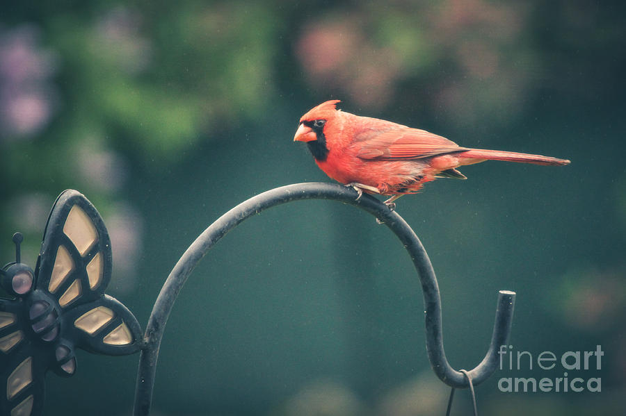 Spring Cardinal Photograph by Viviana  Nadowski